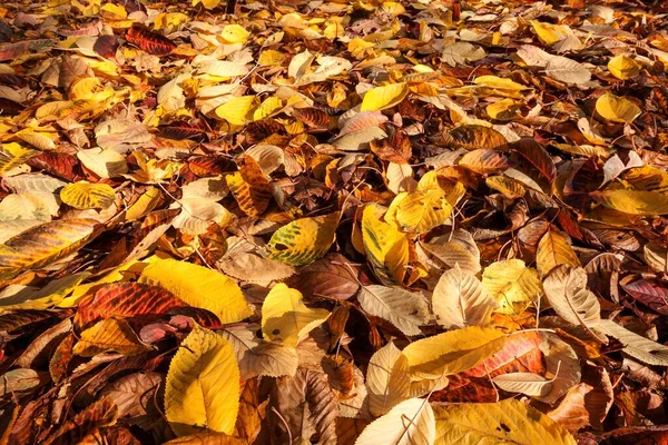 Herfstbladeren Grond Duitsland Europa — Stockfoto