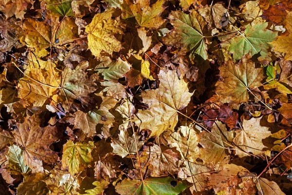 Herfstbladeren Grond Allgu Beieren Duitsland Europa — Stockfoto