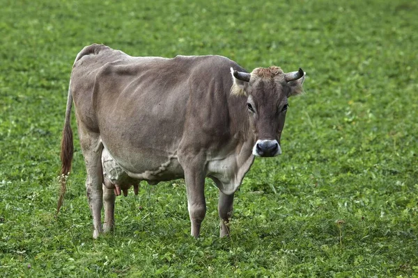 Krowa Pastwisku Allgu Braunvieh Bad Hindelang Allgu Bawaria Niemcy Europa — Zdjęcie stockowe