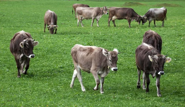 Vacche Pascolo Allgu Braunvieh Bad Hindelang Allgu Baviera Germania Europa — Foto Stock