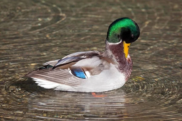 Mallard Pato Salvaje Anas Platyrhynchos Nadando Agua Cebando Plumas Drake — Foto de Stock