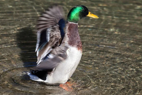 Mallard Eller Vild Anka Anas Platyrhynchos Med Flaxande Vingar Drake — Stockfoto