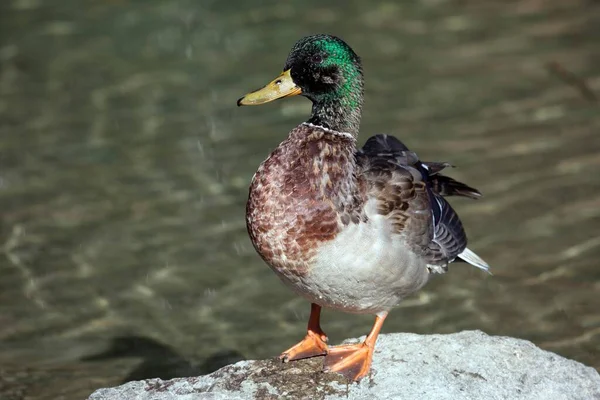 Mallard Pato Salvaje Anas Platyrhynchos Pie Sobre Piedra Gallina Allgu —  Fotos de Stock