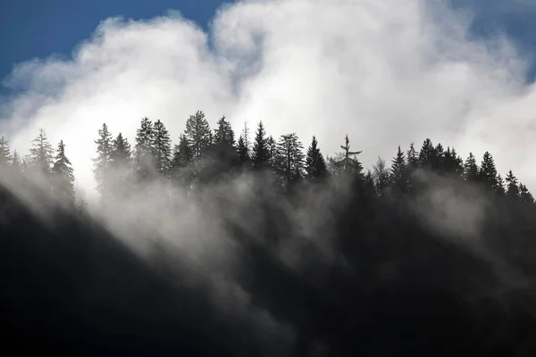 木の上の間の霧 悪いオーバードルフ 悪いヒンデラン アルグ バイエルン州 ドイツ ヨーロッパ — ストック写真
