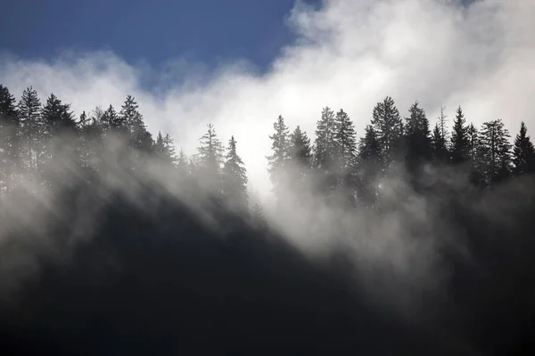 Mgła Wśród Wierzchołków Drzew Bad Oberdorf Bad Hindelang Allgu Bawaria — Zdjęcie stockowe