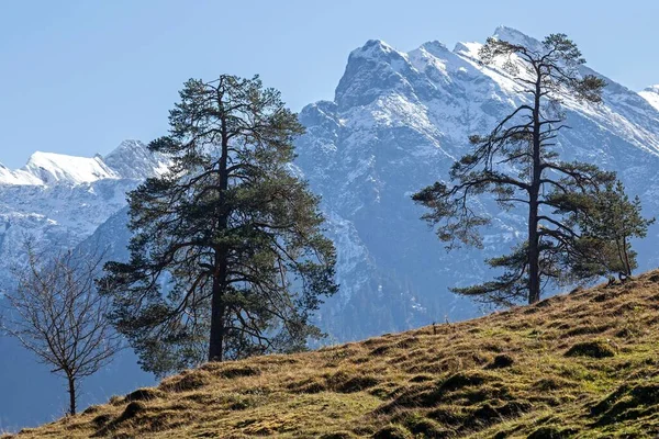 Prado Alpino Com Árvores Montanhas Nevadas Allgu Atrás Perto Hinterstein — Fotografia de Stock
