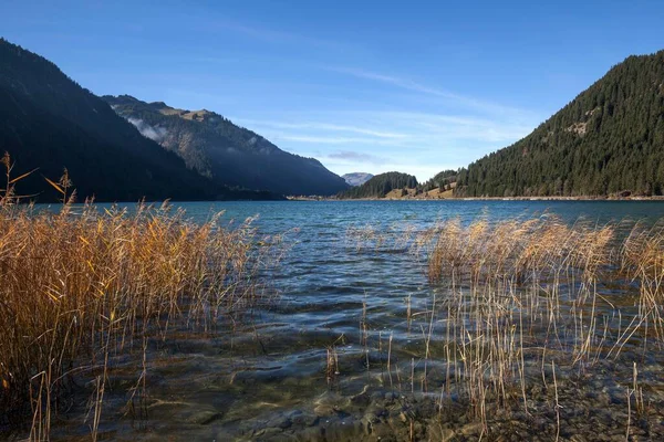 Vass Vegetation Stranden Sjön Haldensee Tannheim Valley Haller Tyrolen Österrike — Stockfoto