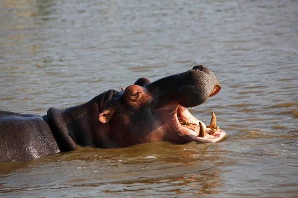 Ziewanie Hipopotama Hippopatamus Amphibius Wodzie Isimangaliso Wetland Park Park Narodowy — Zdjęcie stockowe