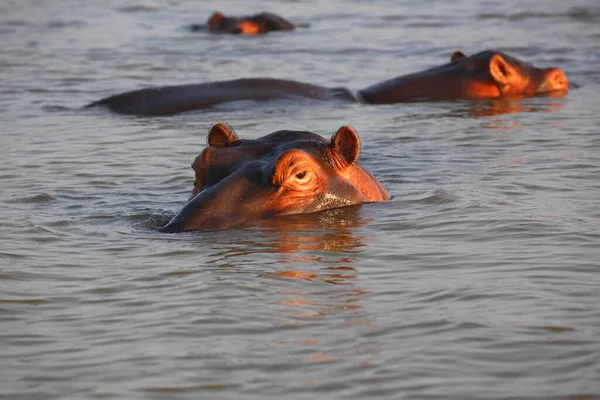 Vízilovak Hippopatamus Amphibius Vízben Vízilovak Isimangaliso Wetland Park Nemzeti Park — Stock Fotó