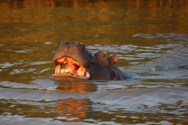 Hippopotamus Hippopatamus Amfibi Ağzı Açık Olarak Suda Akşam Işığında Isimangaliso — Stok fotoğraf