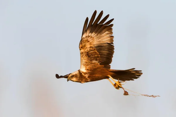 Avrasya Batıdaki Bataklık Harrier Circus Aeruginosus Pençeli Texel Hollanda — Stok fotoğraf