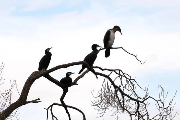 Cztery Wielkie Kormorany Phalacrocorax Carbo Siedzące Gołym Drzewie Hesja Niemcy — Zdjęcie stockowe