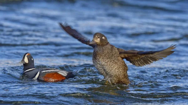 Harlequin Ducks Histrionicus Histrionicus Breeding Pair Water Female Flapping Wings — Stock Photo, Image