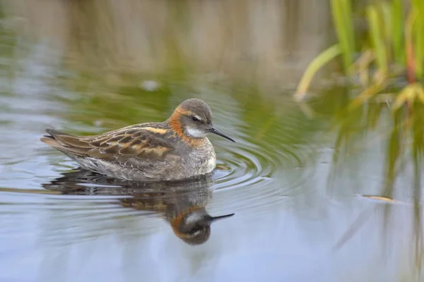 Odinshhnchen Phalaropus Lobatus Maschio Piumaggio Riproduttore Nuoto Breidafjrdur Flatey Island — Foto Stock