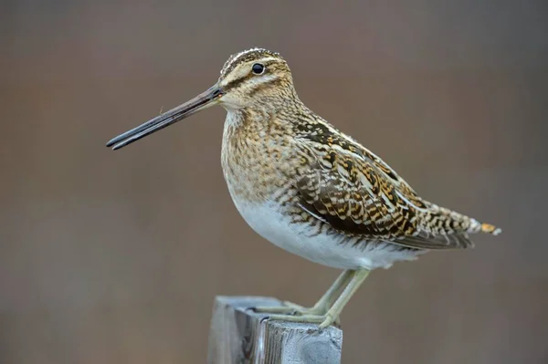 Snipe Comum Gallinago Gallinago Masculino Sentado Poste Madeira Região Sul — Fotografia de Stock