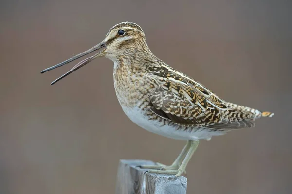 Snipe Comum Gallinago Gallinago Masculino Sentado Poste Madeira Região Sul — Fotografia de Stock