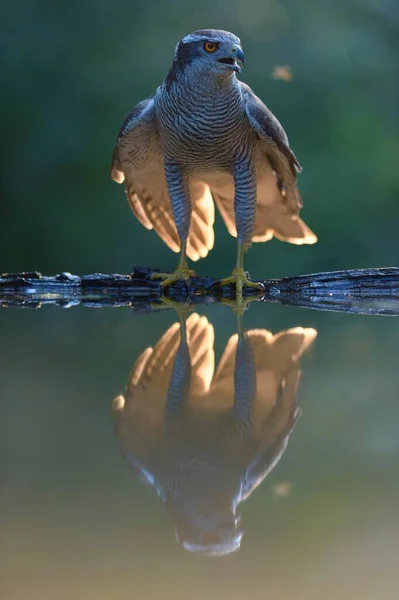 Goshawk Accipiter Gentilis Maschio Adulto Alla Pozza Acqua Con Riflessione — Foto Stock