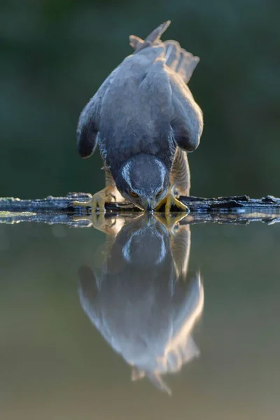 Goshawk Accipiter Gentilis Adult Male Waterhole Reflection While Drinking Last — Stock Photo, Image