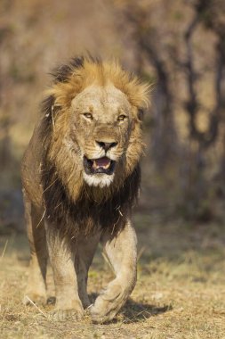 Lion (Panthera leo), older male, walking, Savuti, Chobe National Park, Botswana, Africa clipart