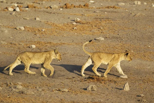 Leones Panthera Leo Dos Cachorros Camino Abrevadero Parque Nacional Etosha — Foto de Stock