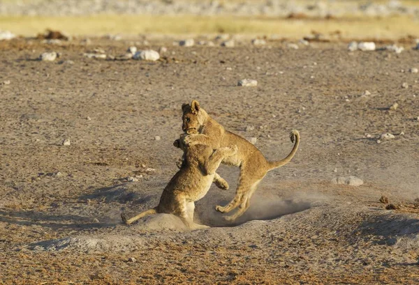 Aslanlar Panthera Leo Birikintisi Yakınında Iki Oyuncu Yavru Etosha Ulusal — Stok fotoğraf