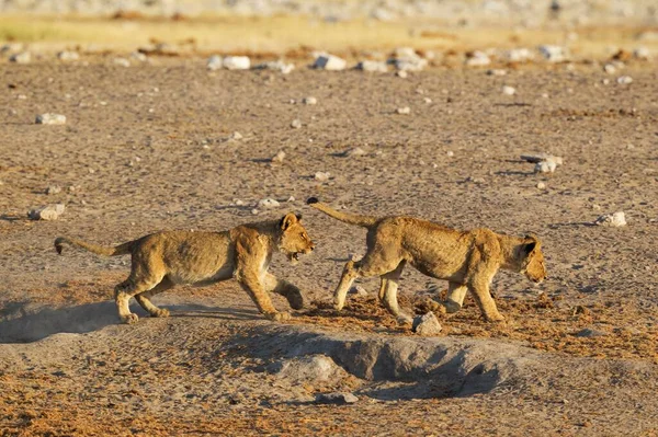 Löwen Panthera Leo Zwei Verspielte Junge Der Nähe Des Wasserlochs — Stockfoto