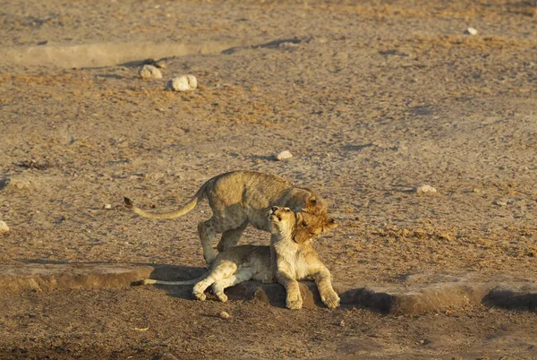 Леви Panthera Leo Двоє Грайливих Малят Біля Вододілу Національний Парк — стокове фото