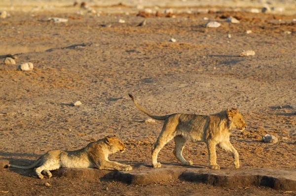 Leones Panthera Leo Dos Cachorros Juguetones Cerca Del Abrevadero Parque — Foto de Stock