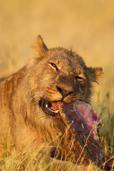 Лев Panthera Leo Взрослый Самец Питается Останками Cape Buffalo Syncerus — стоковое фото