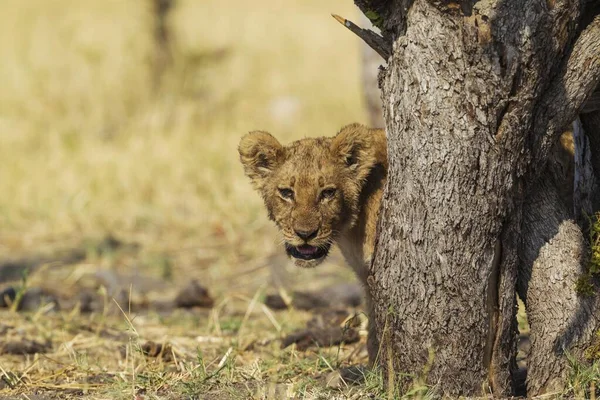 Лев Panthera Leo Детеныш Савути Национальный Парк Чобе Ботсвана Африка — стоковое фото