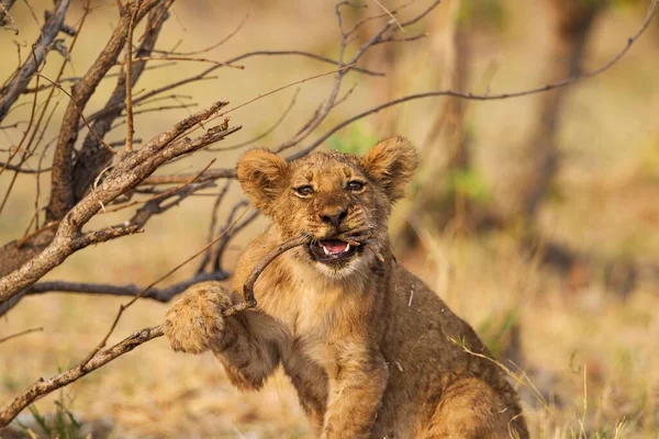 Лион Panthera Leo Игривый Детеныш Кусающий Собаку Савути Национальный Парк — стоковое фото