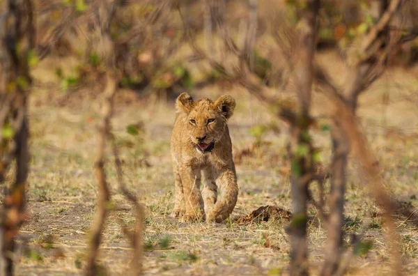 Leão Panthera Leo Filhote Savuti Chobe National Park Botsuana África — Fotografia de Stock