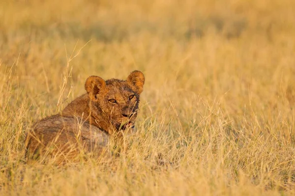 Leão Panthera Leo Filhote Sol Manhã Savuti Chobe National Park — Fotografia de Stock