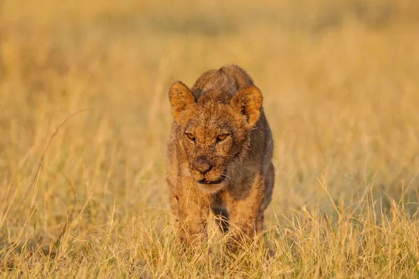 Leão Panthera Leo Filhote Sol Manhã Savuti Chobe National Park — Fotografia de Stock