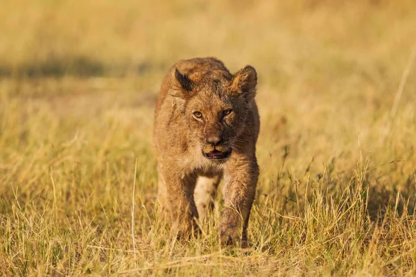 Löwe Panthera Leo Jungtier Savuti Chobe Nationalpark Botswana Afrika — Stockfoto