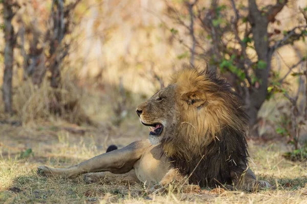 Lev Panthera Leo Samec Odpočívající Stínu Savuti Národní Park Chobe — Stock fotografie