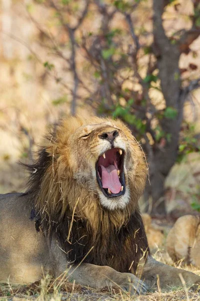 León Panthera Leo Macho Bostezo Savuti Parque Nacional Chobe Botswana — Foto de Stock