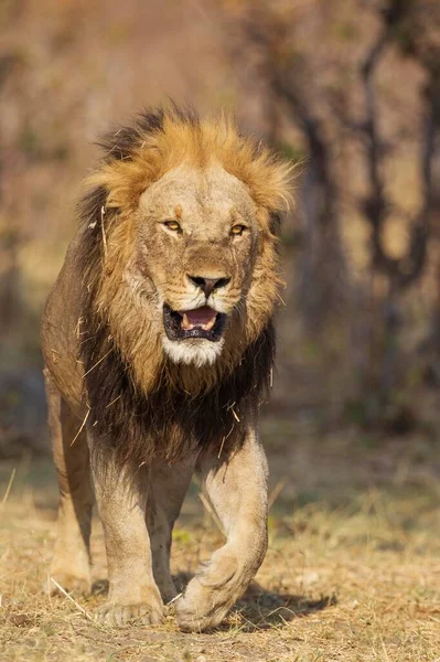 Singa Panthera Leo Jantan Tua Berjalan Savuti Taman Nasional Chobe — Stok Foto