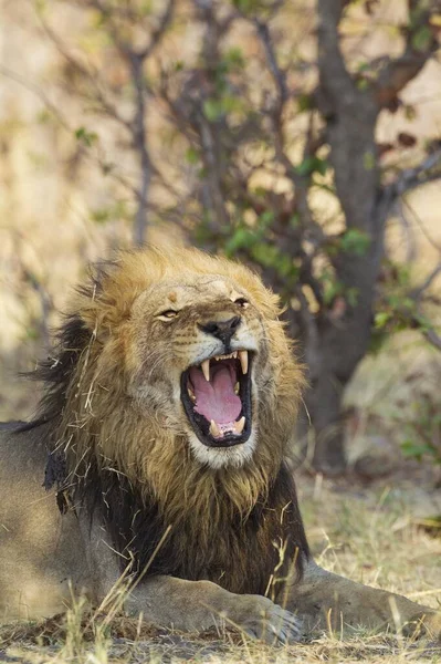 León Panthera Leo Macho Bostezo Savuti Parque Nacional Chobe Botswana — Foto de Stock