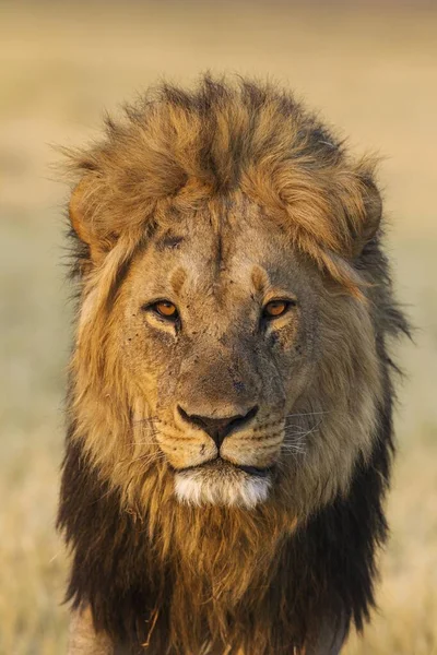 Lev Panthera Leo Pes Savuti Národní Park Chobe Botswana Afrika — Stock fotografie