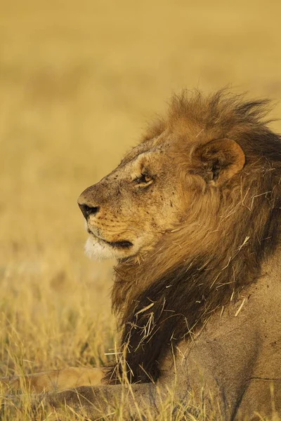 Oroszlán Panthera Leo Nyugvó Férfi Savuti Chobe National Park Botswana — Stock Fotó