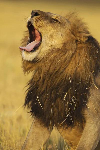 León Panthera Leo Macho Bostezo Savuti Parque Nacional Chobe Botswana — Foto de Stock