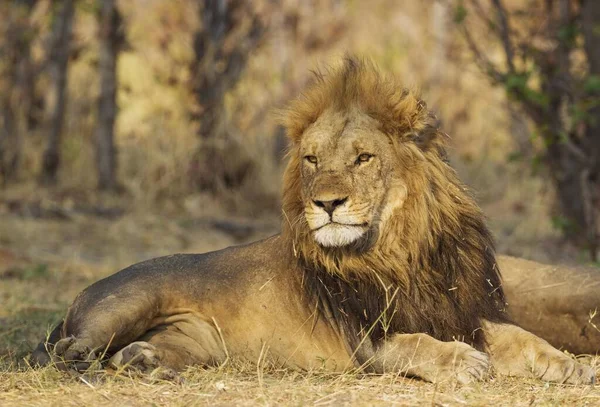 León Panthera Leo Macho Reposo Savuti Parque Nacional Chobe Botswana — Foto de Stock