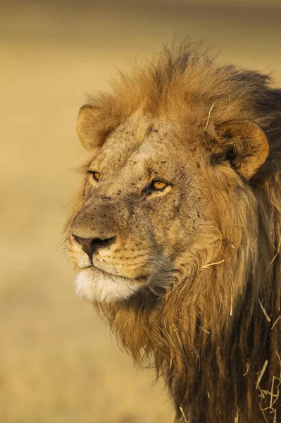 León Panthera Leo Macho Savuti Parque Nacional Del Chobe Botswana —  Fotos de Stock