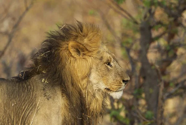 León Panthera Leo Macho Savuti Parque Nacional Del Chobe Botswana —  Fotos de Stock