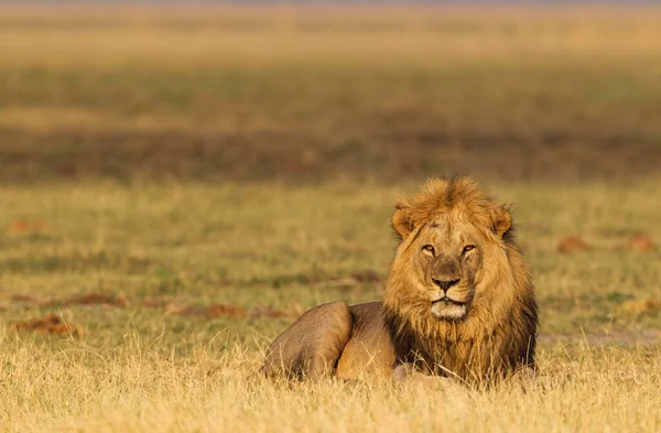 Oroszlán Panthera Leo Férfi Kora Reggel Pihen Savuti Chobe Nemzeti — Stock Fotó