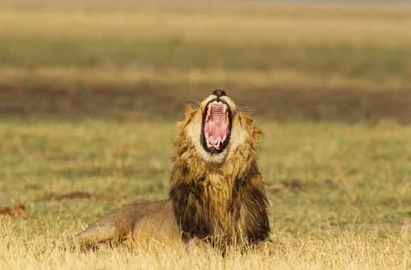 Lejon Panthera Leo Gäspande Hane Savuti Chobe National Park Botswana — Stockfoto