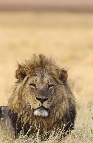 Lev Panthera Leo Pes Odpočívající Úsvitu Savuti Národní Park Chobe — Stock fotografie