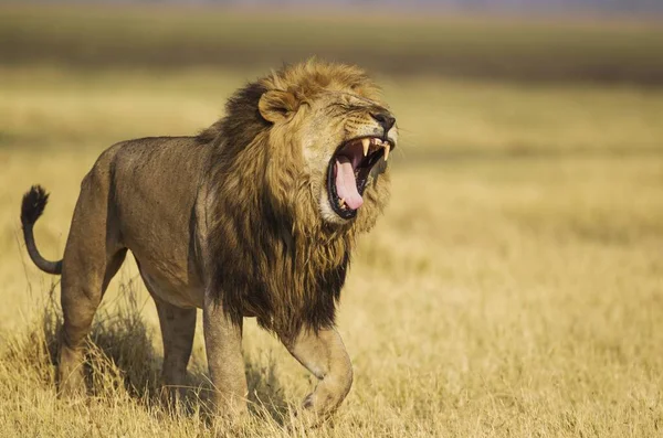 Aslan Panthera Leo Erkek Yürüyen Esneyen Savuti Chobe Ulusal Parkı — Stok fotoğraf