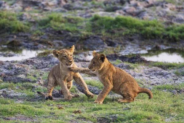 Lion (Panthera leo), two cubs play, early morning, Chobe National Park, Botswana, Africa